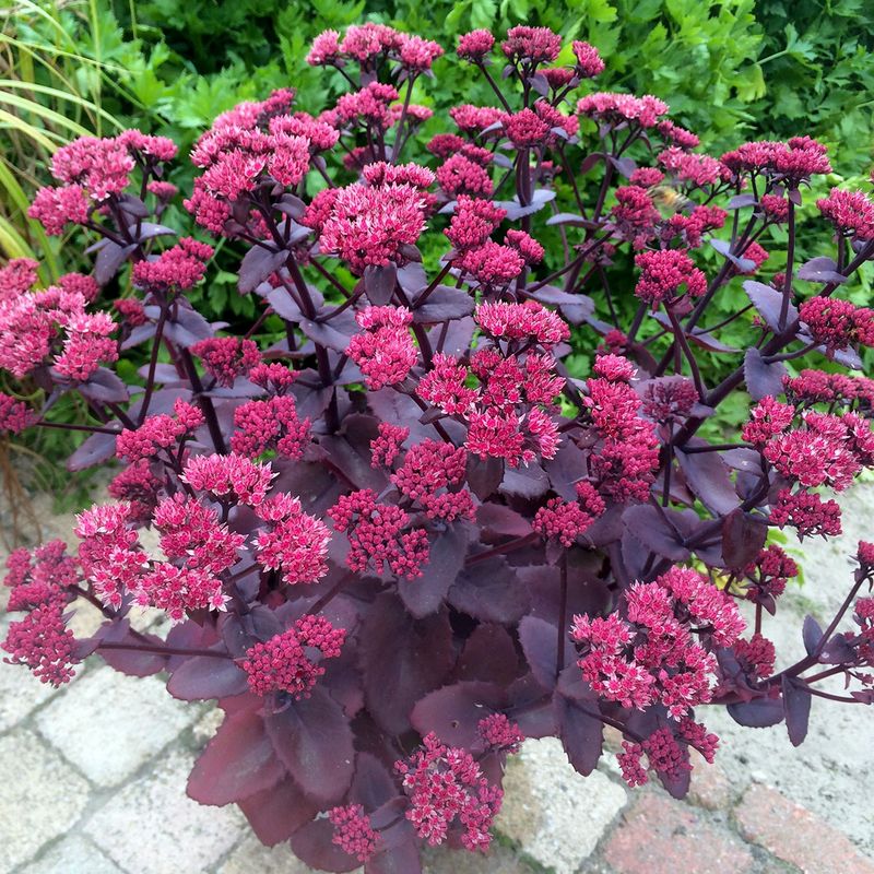 Sedum Chocolate Cherry. Oktoberbergknapp - 1 rot