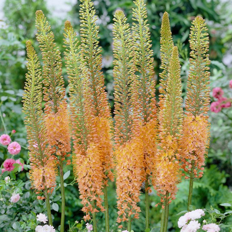 Eremurus Cleopatra. Kleopatras nål/kjempesteppelys - 1 rot