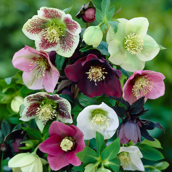 Hovedbilde Helleborus orientalis. Vinterrose/julerose - 1 ...