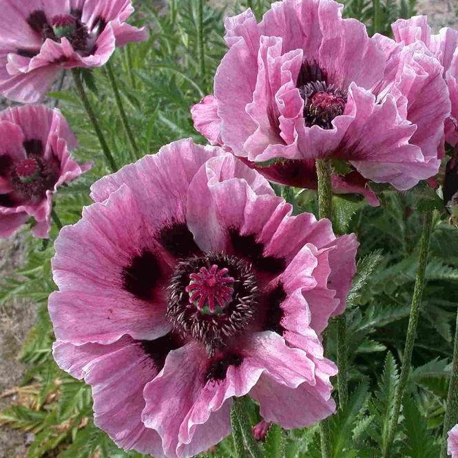 Hovedbilde Papaver orientale Manhatten Orientvalmue - 1 rot
