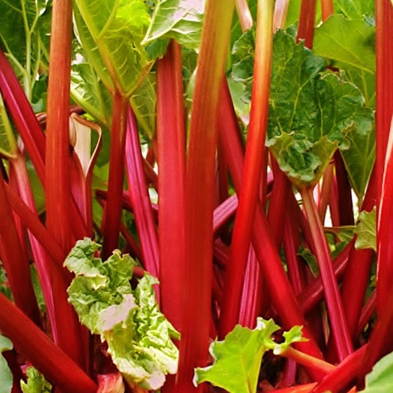 Rabarbra  Holsteiner Blut - 1 rot