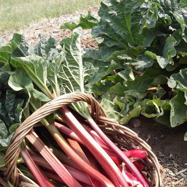 Hovedbilde Rabarbra Red Champagne - 1 rot