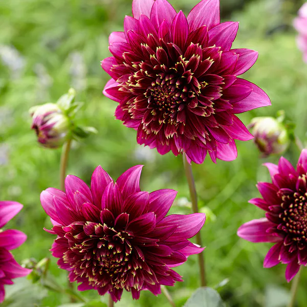 Hovedbilde Dahlia Mambo - 1 knoll