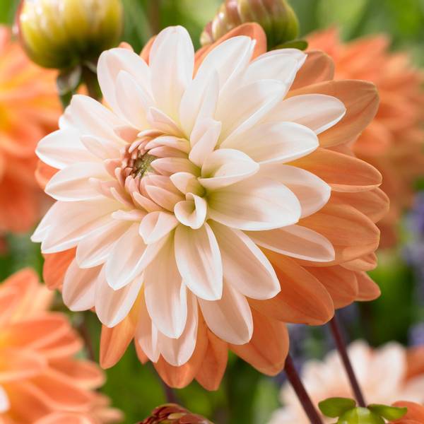 Bilde av DAHLIA Coup de Soleil - 1 knoll