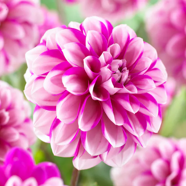 Hovedbilde Dahlia Priceless Pink - 1 knoll