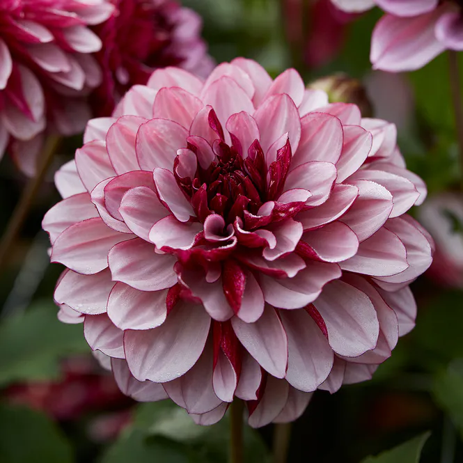 Hovedbilde Dahlia Creme de Cassis - 1 knoll