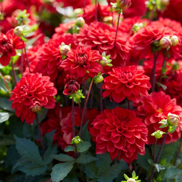 Bilde av DAHLIA Gallery Singer - 1 knoll