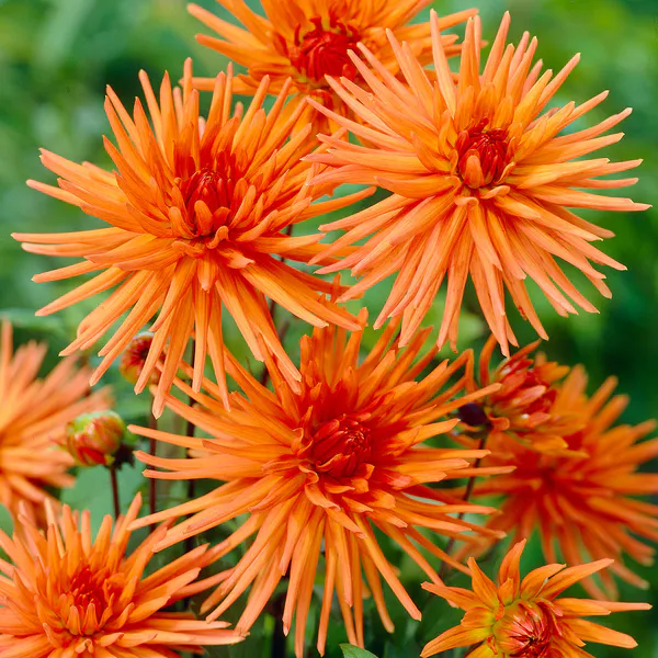 Hovedbilde Dahlia Park Record - 1 knoll