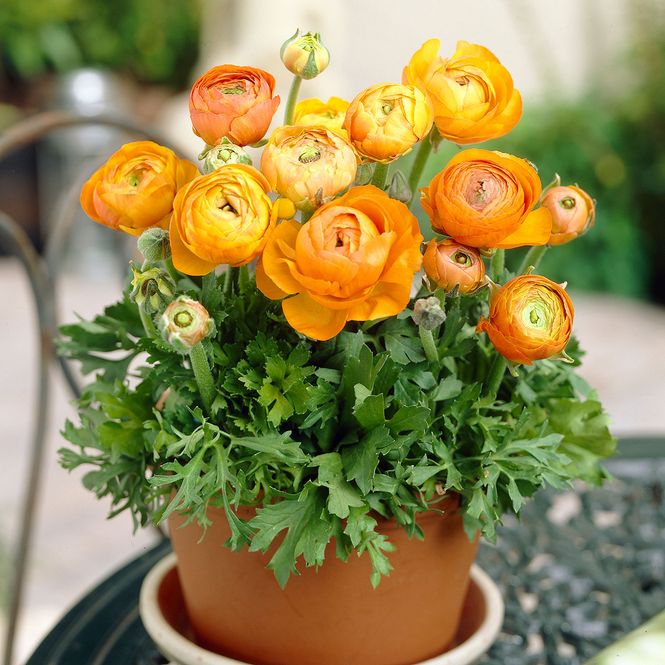 Hovedbilde Ranunculus Orange. Hageranunkel - 10 knoller