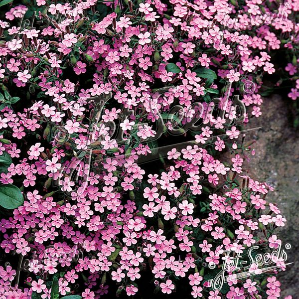 Hovedbilde Saponaria ocymoides. Krypsåpeurt - Frø -