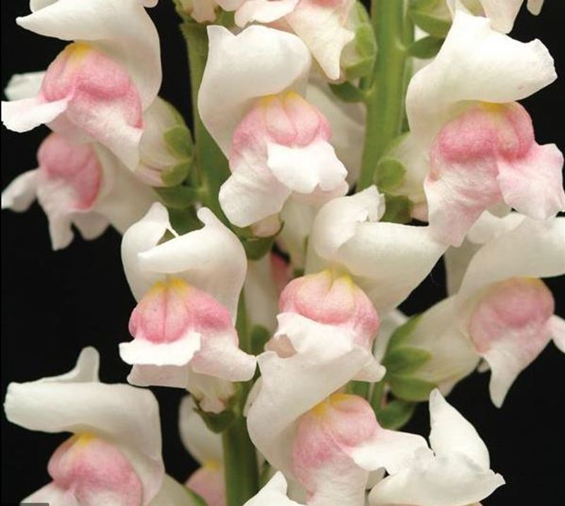 Antirrhinum majus Maryland Appleblossom. Løvemunn -Frø-