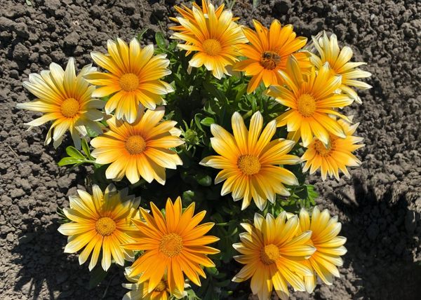 Hovedbilde Gazania rigens F1 Zany Sunny-Side Up. ...