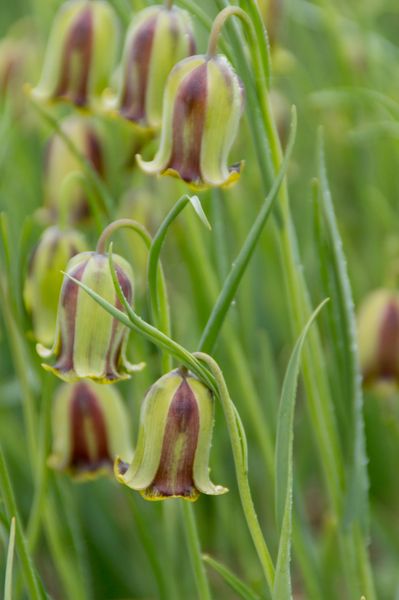 Hovedbilde Fritillaria acmopetala. Libanonkrone - 10 løk