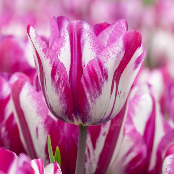 Hovedbilde Tulipan Ohio - 6 løk