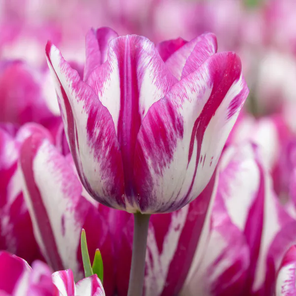 Hovedbilde Tulipan Ohio - 6 løk