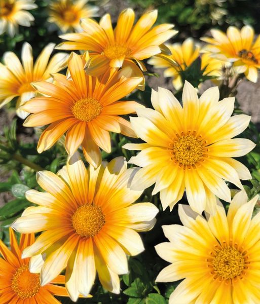 Hovedbilde Gazania rigens F1 Zany Sunny-Side Up. ...