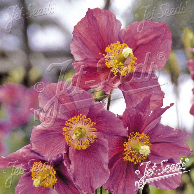 Hovedbilde Meconopsis betonicifolia Hensol Violet. ...