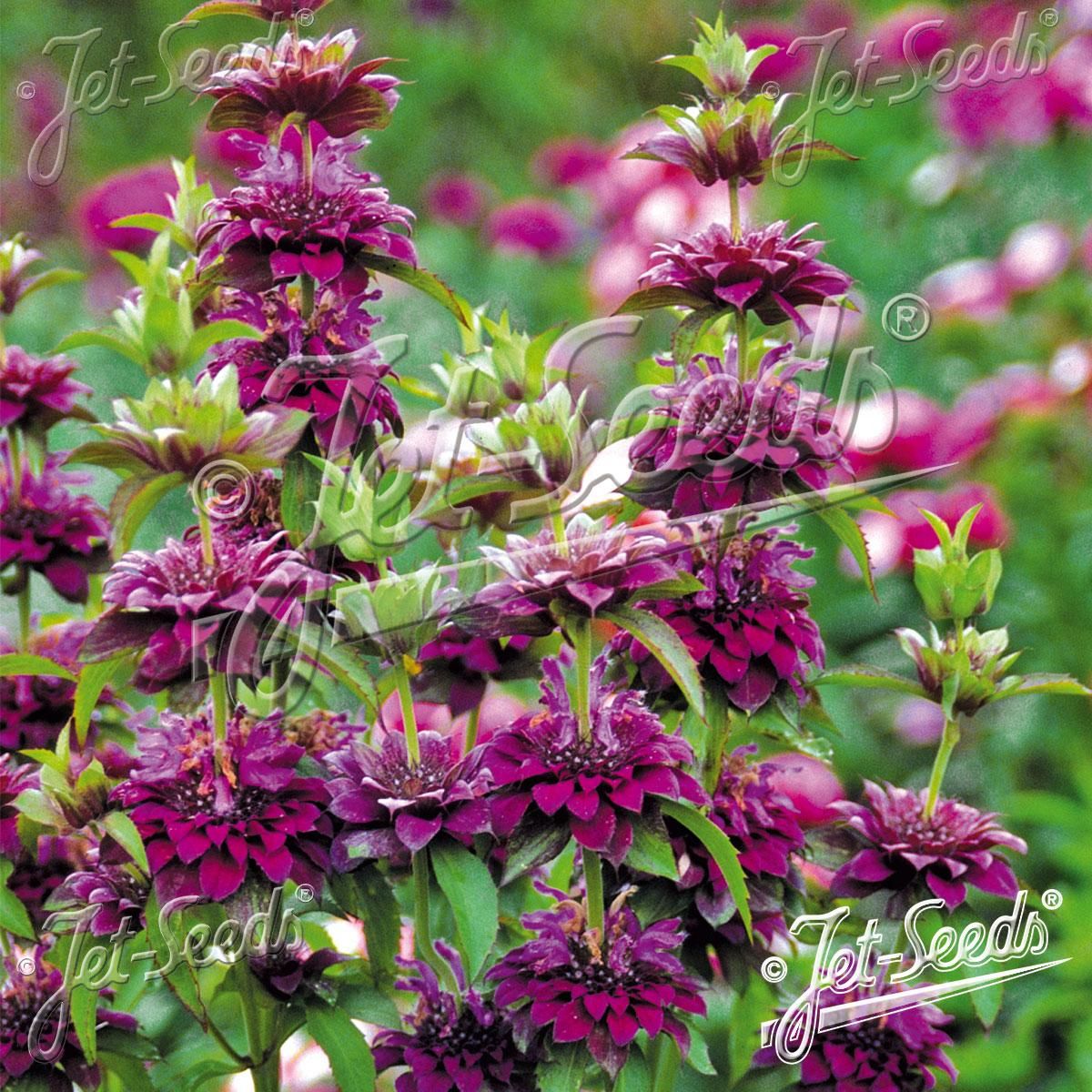 Monarda citriodora Bergamo -Frø- Hestemynte 