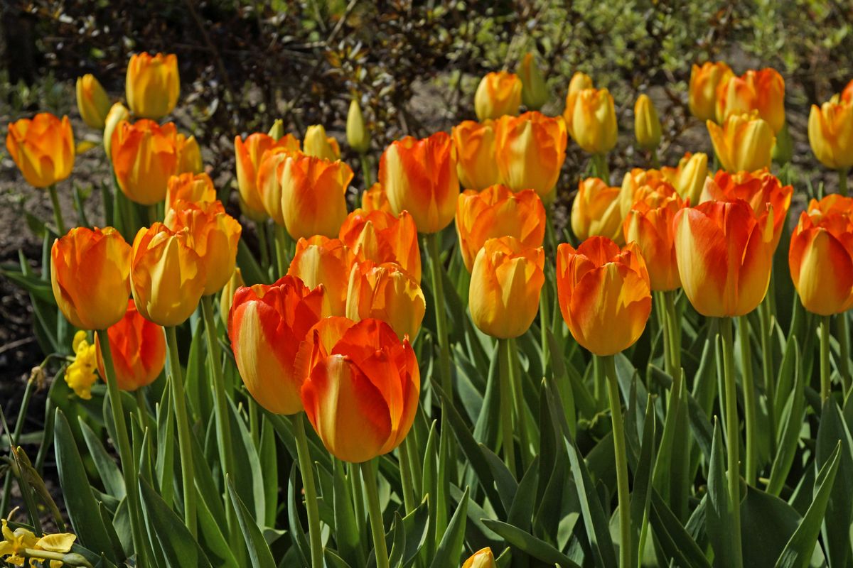 Tulipan Prinz Armin - 6 løk