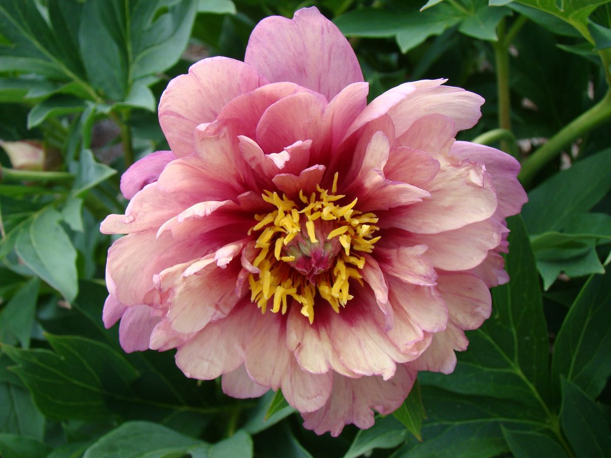 Paeonia itoh Berry Berry Fine. Edelpeon - 1 rot 