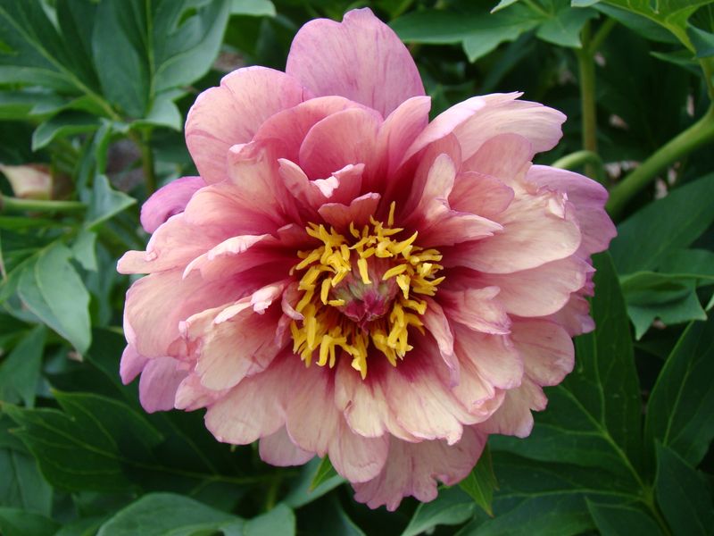 Paeonia itoh Berry Berry Fine. Edelpeon - 1 rot 