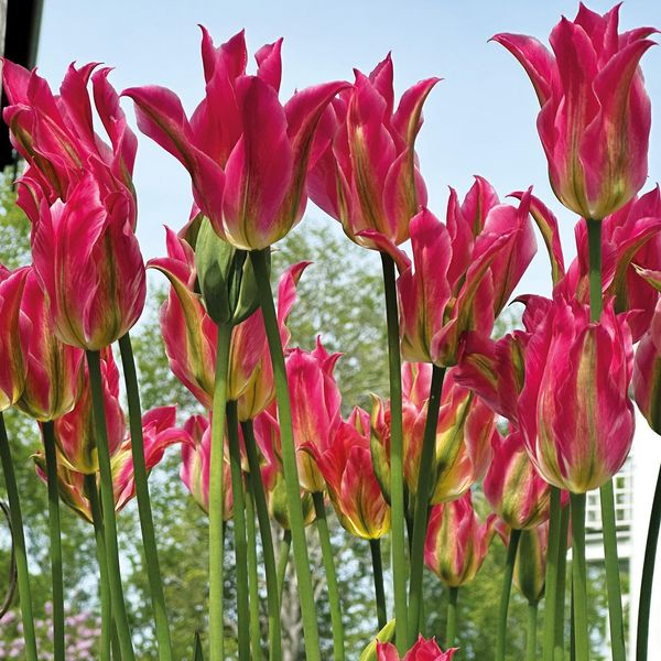 Hovedbilde Tulipan Doll's Minuet - 8 løk