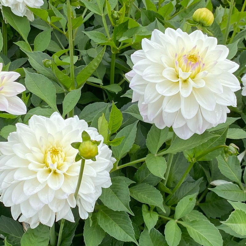Dahlia Go Go White - 1 knoll