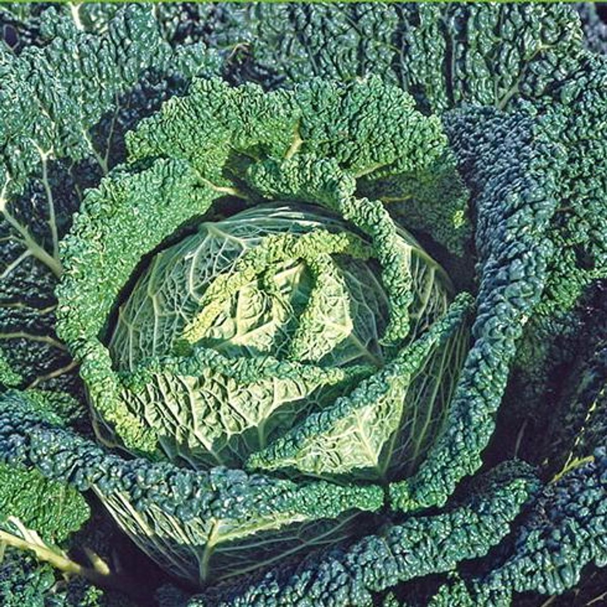 Kål, Savoykål -Frø-