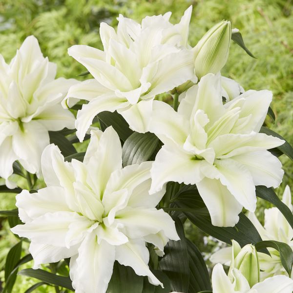 Hovedbilde Lilje Aisha. Orientalsk roselily - 3 løk