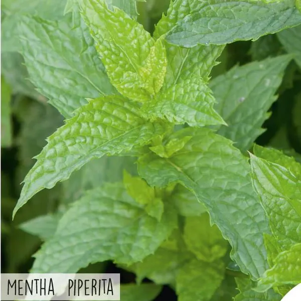 Hovedbilde Mynte / Peppermynte -Frø-