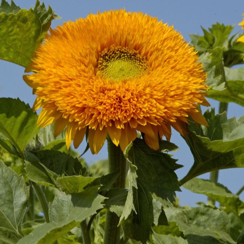 Helianthus annuus Orange Sun -Frø- Solsikke 