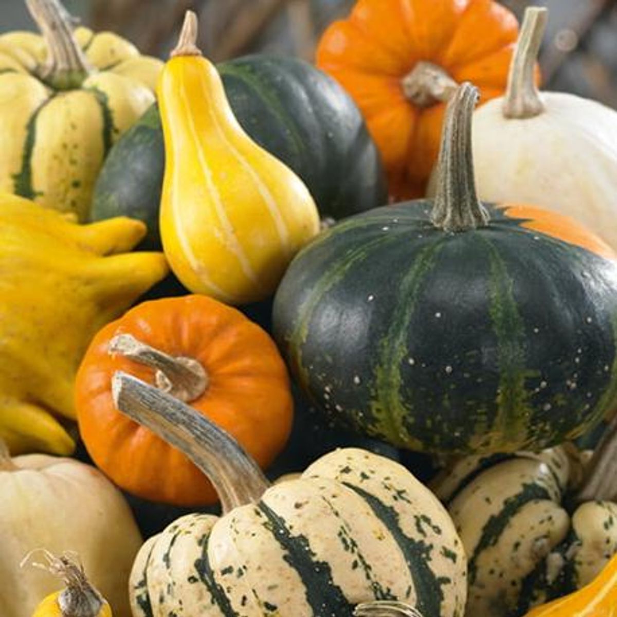 Gresskar, pyntegresskar -Frø-