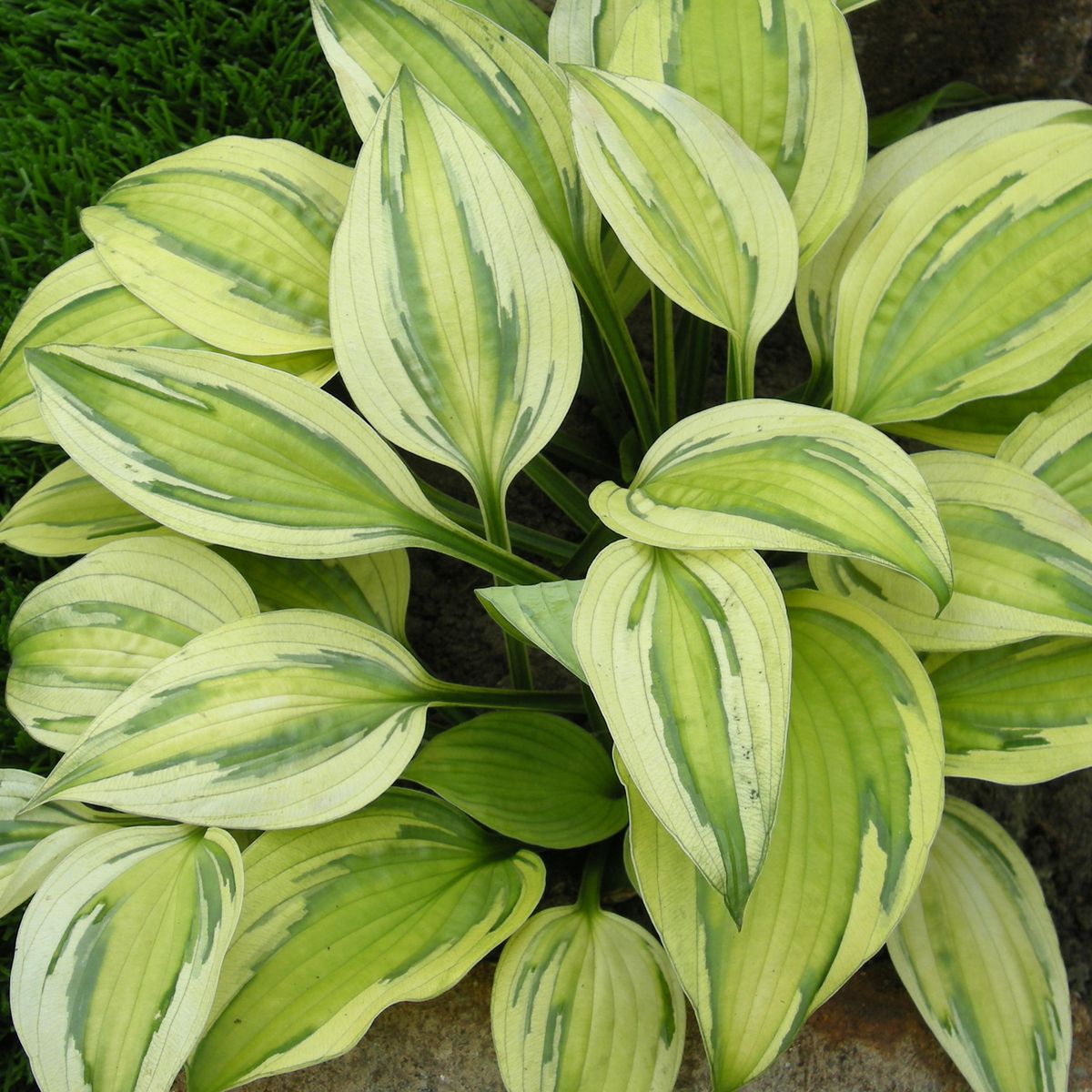 Hosta Captains Adventure - 1 rot