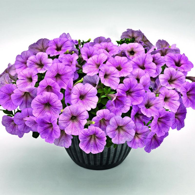Petunia hybrida Success Silver Vein -Frø-