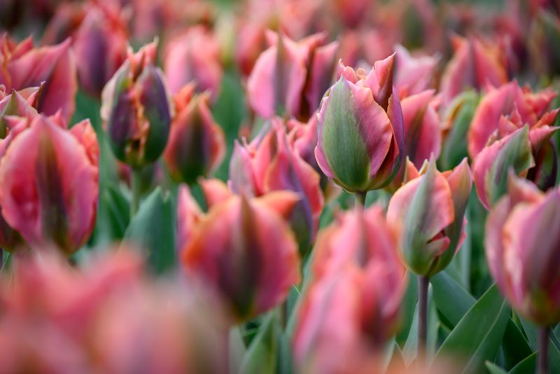 Tulipan Artist - 6 løk