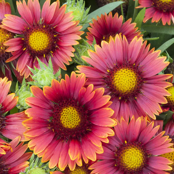 Hovedbilde Gaillardia aristata Arizona Red Shades. ...