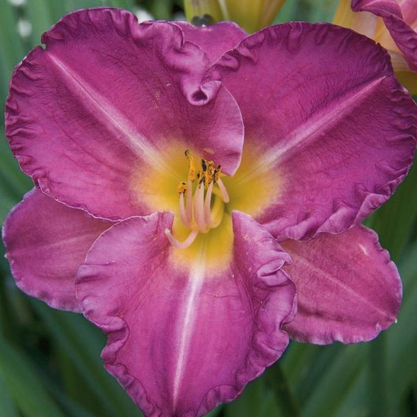 Hovedbilde Hemerocallis Entrapment. Daglilje  1 rot