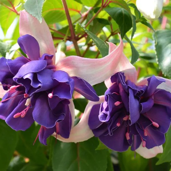 Hovedbilde Fuksia Deep Purple. 1 plante i 9 cm potte.