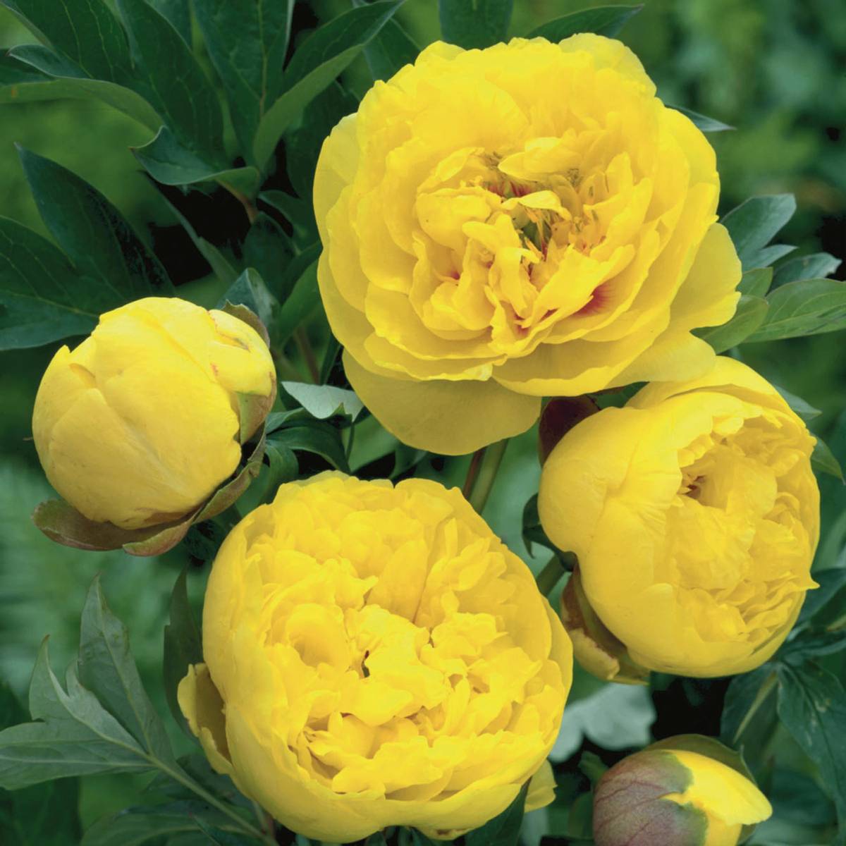 Paeonia Itoh-hybrid Yellow Crown. Edelpeon/pion. 1 rot.