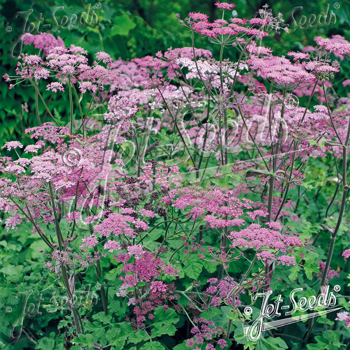 Heracleum sphondylium Pink Cloud. Kystbjørnekjeks - Frø -