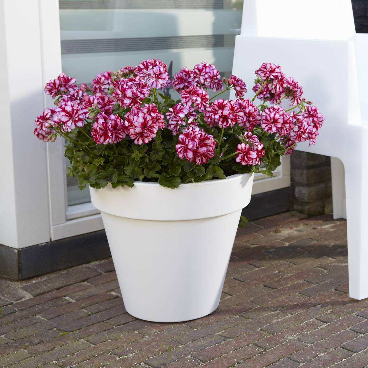 Pelargonium peltatum bicolor Nixe i 10,5 cm potte.