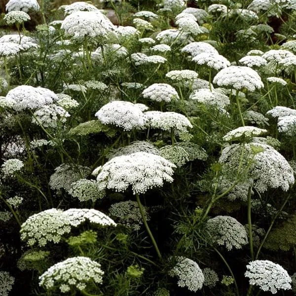 Hovedbilde Ammi visnaga Green Mist. Tannstikke -Frø-
