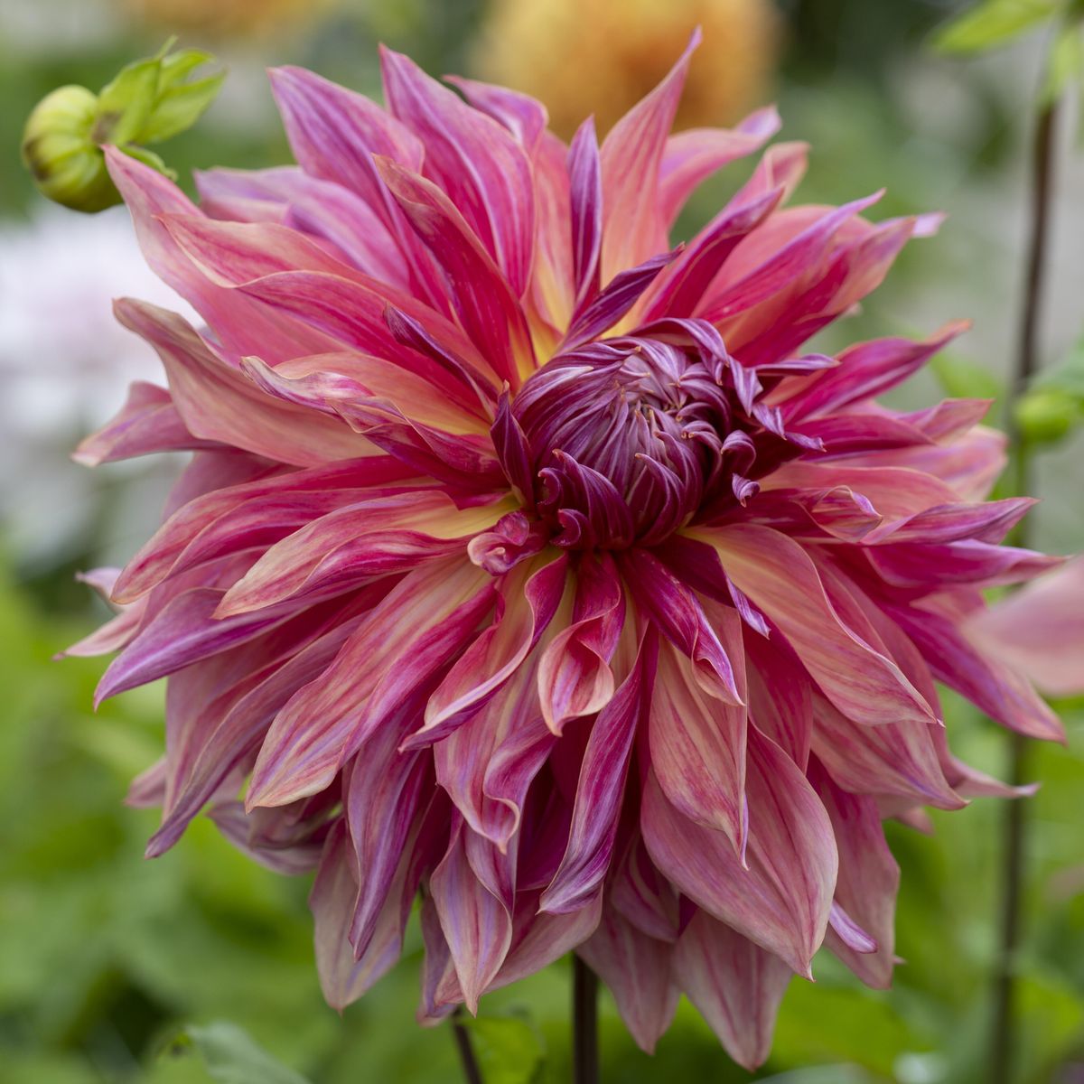 Dahlia Penhill Dark Monarch - 1 knoll