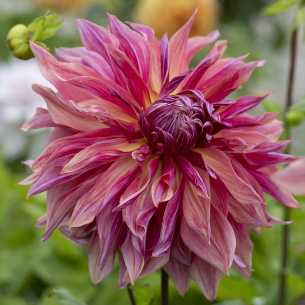 Hovedbilde Dahlia Penhill Dark Monarch - 1 knoll