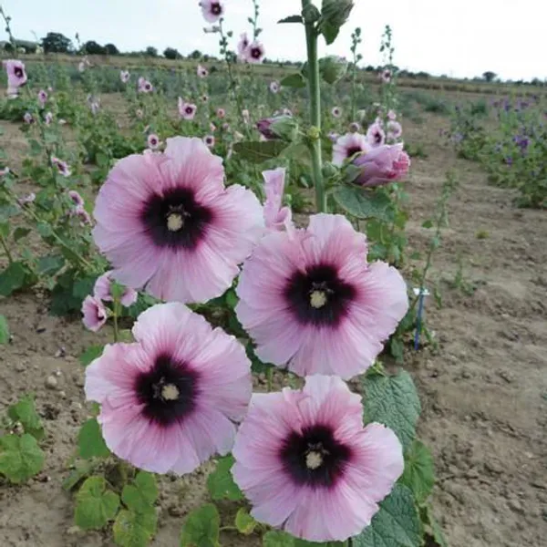 Hovedbilde Alcea rosea Halo Candy. -Frø- Stokkrose.