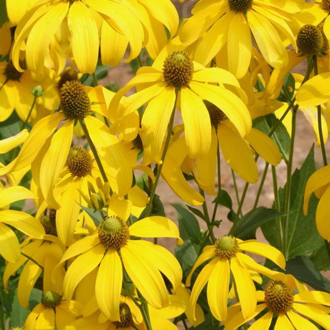 Hovedbilde Rudbeckia nitida Herbstsonne. Gjerdesolhatt. 1 ...
