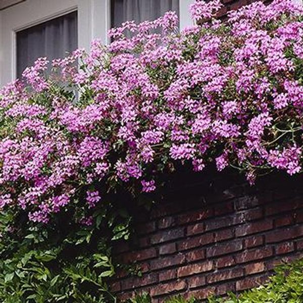 Hovedbilde Pelargoninum peltatum Pink - 1 plante i 10,5 cm ...