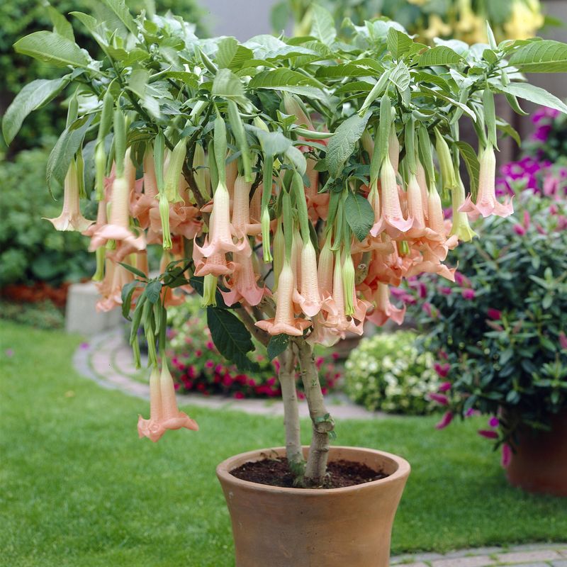 Brugmansia, rosa blomst. 1 plante i 9 cm potte