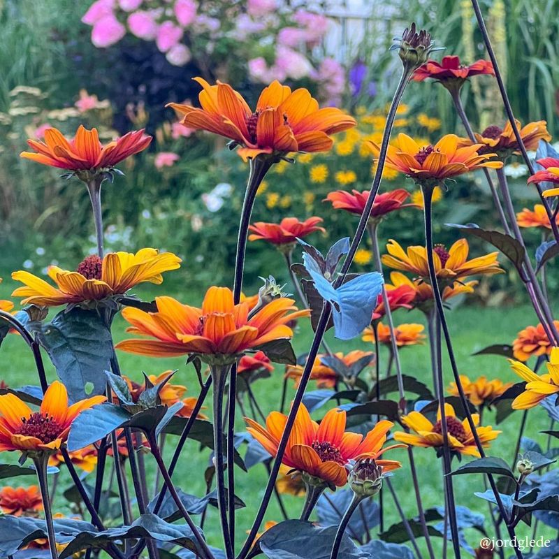 Heliopsis helianthoides Bleeding Hearts -Frø- Rusoløye 