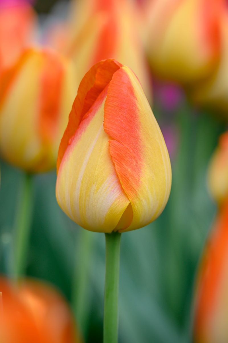 Tulipan Prinz Armin - 6 løk